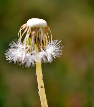 Pusteblume mit Schirmche im Garten