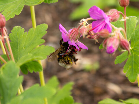 Pollen covered bumblebee on Geranium macrorrhizum flower, rear view pollination close up