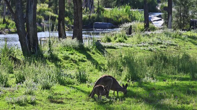 Eastern grey kangaroo, Macropus giganteus, grazing on green meadows by Mann River, New South Wales, Australia. Iconic wildlife in natural riverside landscape.
