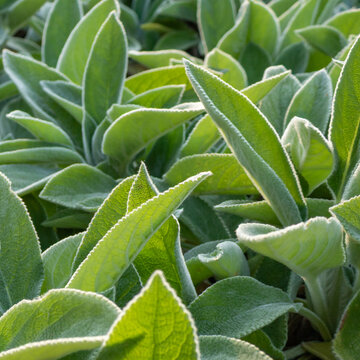 Close up of sage leaves with soft light, green herbal plant texture
