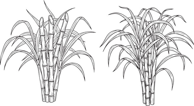 Sugarcane plant line art illustration, hand-drawn vector sketches of sugar cane stalks with leaves for agriculture design