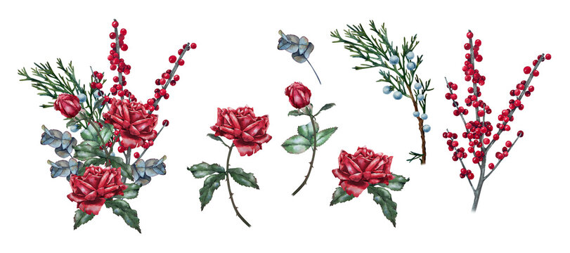 Composition of red roses with greenery, eucalyptus and berries, watercolor illustration set in botanical style. for christmas decor, greeting card, floristry, packaging, wedding and festive design