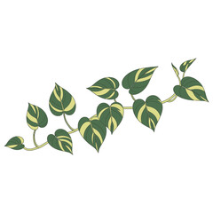Philodendron plant branch vector illustration with variegated leaves © AL-AMIN