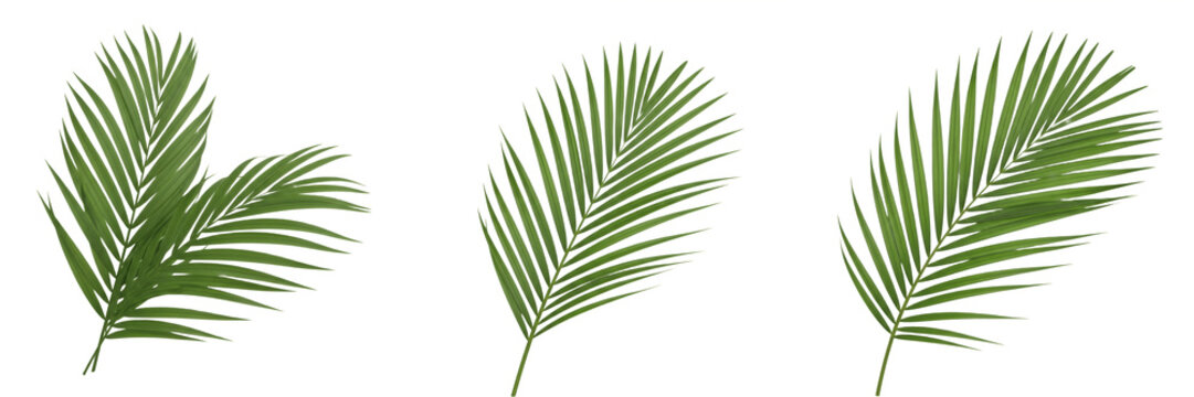 Set and collection of green palm leaf isolated on white transparent png background
