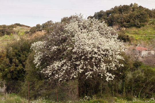 The pear (Pyrus communis) tree blooms in the mountains.