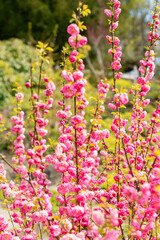 Fototapeta premium Flowering almond or Prunus Triloba plant in Zurich in Switzerland 3.4.2026