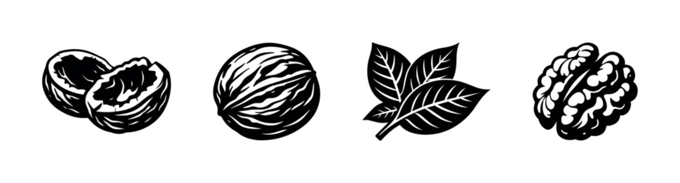 Black and white vector illustration of walnuts and leaves botanical elements