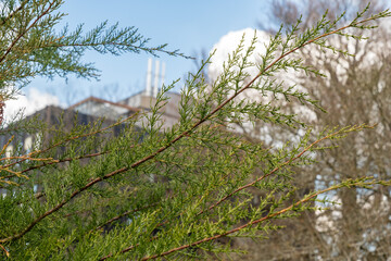 Fototapeta premium Monterey cypress or Cupressus Macrocarpa plant in Zurich in Switzerland 3.4.2026