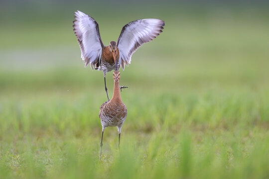 uferschnepfe limosa black-tailed godwit