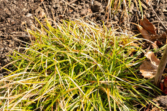Mondograss or Ophiopogon Japonicus plant in Zurich in Switzerland 3.4.2026