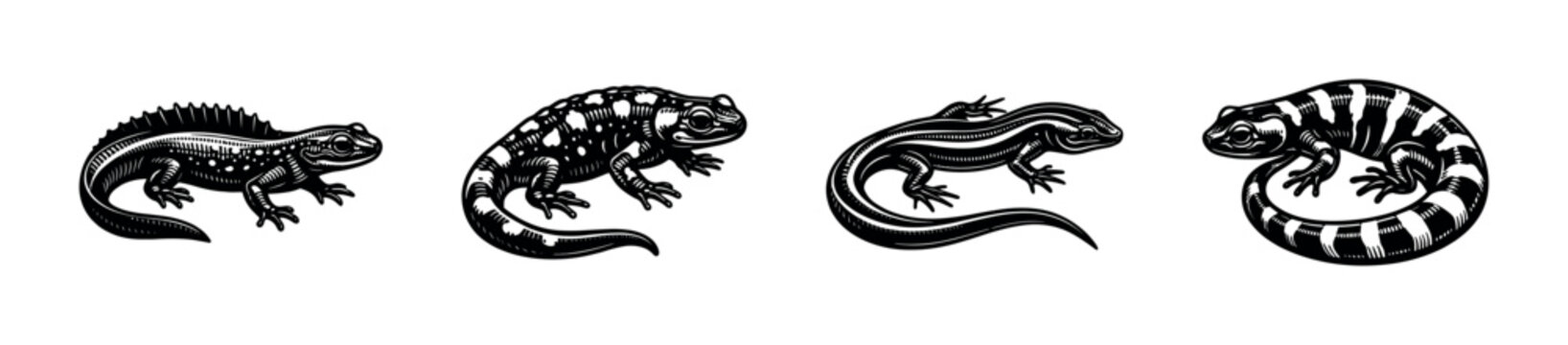 Vector illustration of salamander and lizard silhouettes reptile elements in black and white clipart