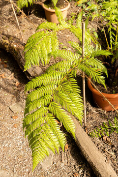 Golden tree fern or Dicksonia Fibrosa plant in Zurich in Switzerland 3.4.2026