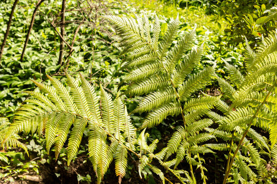 Golden tree fern or Dicksonia Fibrosa plant in Zurich in Switzerland 3.4.2026