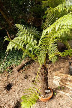 Dicksonia Antarctica plant in Zurich in Switzerland 3.4.2026