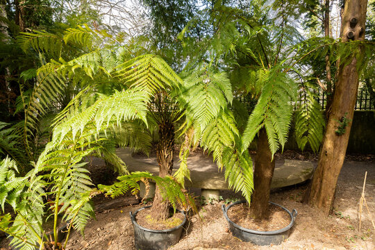 Dicksonia Antarctica plant in Zurich in Switzerland 3.4.2026