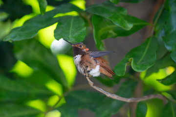 Obraz premium Hummingbird In Tree Rufuos Allens