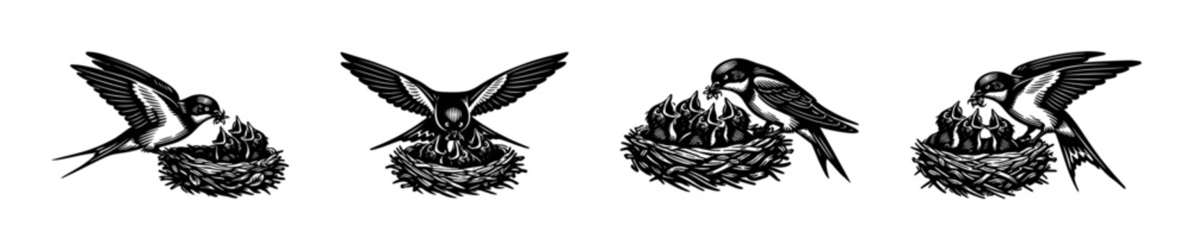 Swallow birds feeding nestlings in nests black and white vector illustration silhouette
