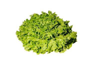Obraz premium Fresh Green Lettuce Head Isolated on White Background