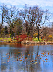 Obraz premium Trees reflection during the spring time Montreal Quebec Canada