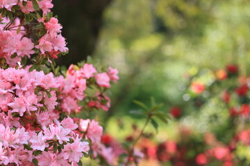 Obraz premium ツツジ, 自然, 花, ５月, ４月, 庭園, 庭, 花びら, 満開, 美しい, フローラル, 葉, 明るい, 植物, 咲く、屋外、園芸