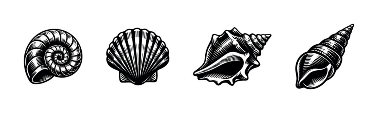 Black and white vector illustration of nautical sea shells silhouette collection