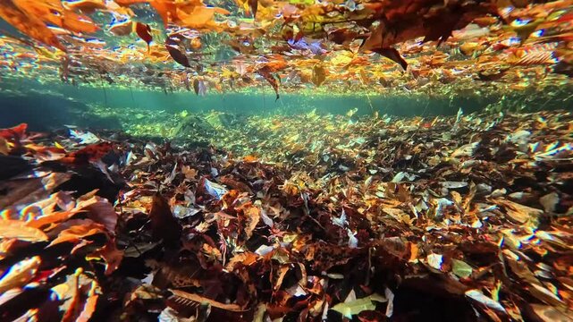 湧水が流れる川底に落ちた紅葉　阿蘇　マゼノ渓谷