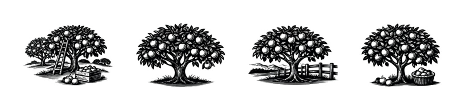 Vintage black and white orchard illustrations of fruit trees with baskets and ladders