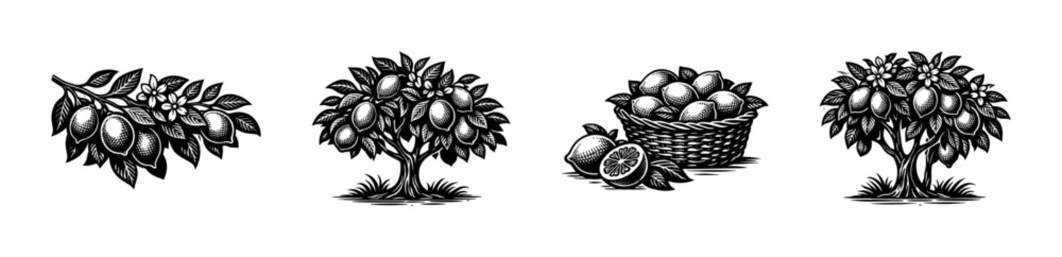 Black and white vector illustration of detailed lemon trees branches and basket of lemons