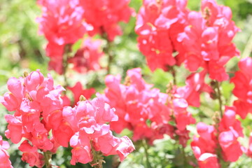 Fototapeta premium ツツジ, 自然, 花, ５月, ４月, 庭園, 庭, 花びら, 満開, 美しい, フローラル, 葉, 明るい, 植物, 咲く、屋外、園芸