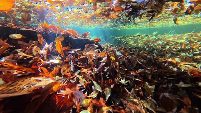 湧水が流れる川底に落ちた紅葉　阿蘇　マゼノ渓谷