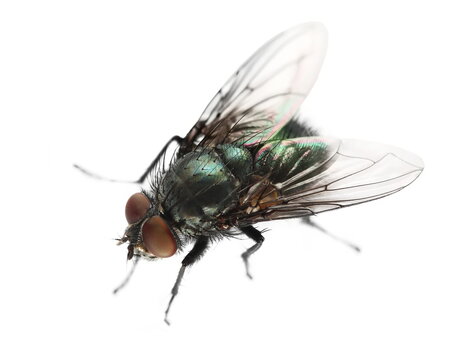 Green fly insect isolated on white background, top view