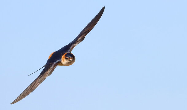 Red-rumped swallow in flight, Cecropis daurica, isolated on white, birds of Montenegro