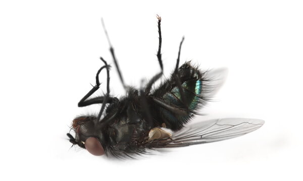 Dead green fly, housefly isolated on white, side view
