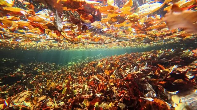 湧水が流れる川底に落ちた紅葉　阿蘇　マゼノ渓谷
