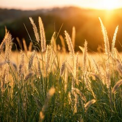 Obraz premium Sunset Over Grass Field With Tall Plants Swaying in the Warm Light