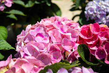 Obraz premium pink hydrangea flowers