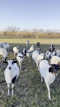 spotted hair breed sheep in green pasture walking towards camera