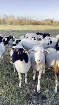 spotted hair breed sheep in green pasture walking towards camera