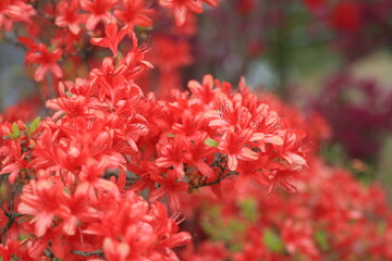 Fototapeta premium ツツジ, 自然, 花, ５月, ４月, 庭園, 庭, 花びら, 満開, 美しい, フローラル, 葉, 明るい, 植物, 咲く、屋外、園芸