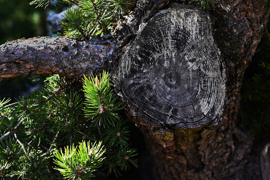 Close-up of a cut pine tree trunk showing detailed growth rings and rough bark
