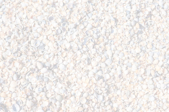 Pale white background of seashells with soft high key effect and copy space