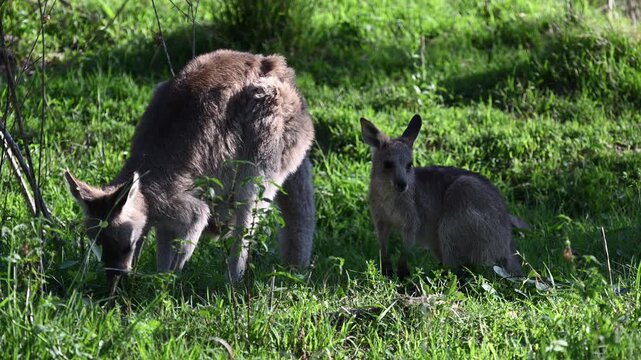 Eastern grey kangaroo, Macropus giganteus, with joey on green meadows by Mann River, New South Wales, Australia. Iconic wildlife parenting scene in natural riverside habitat.