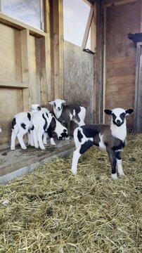 baby spotted hair breed sheep in barn