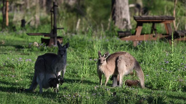 Eastern grey kangaroo, Macropus giganteus, with joey on green meadows by Mann River, New South Wales, Australia. Iconic wildlife parenting scene in natural riverside habitat.