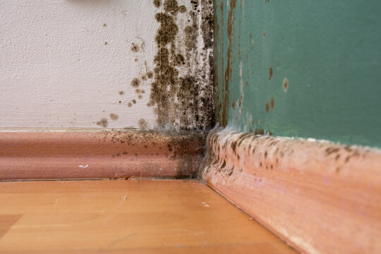 Detail of Toxic Black Mold Growth on Wooden Baseboard and Floor