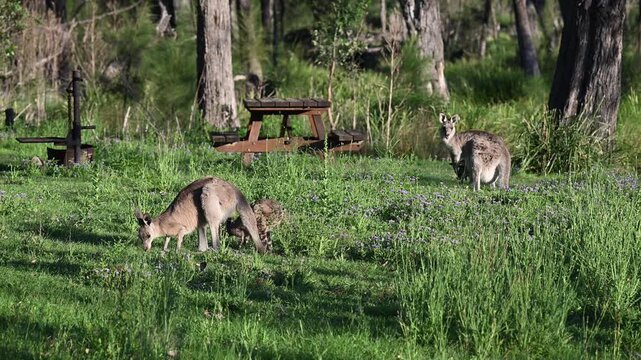 Eastern grey kangaroo, Macropus giganteus, with joey on green meadows by Mann River, New South Wales, Australia. Iconic wildlife parenting scene in natural riverside habitat.