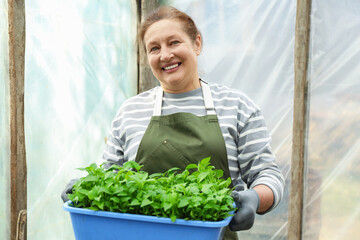 Obraz premium Portrait of smiling woman holding blue tray with seedlings in greenhouse