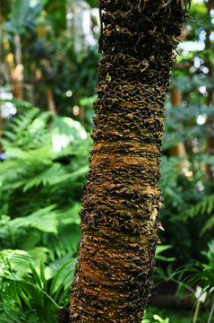Close-up of a tropical tree trunk with rough, layered bark surrounded by lush green foliag