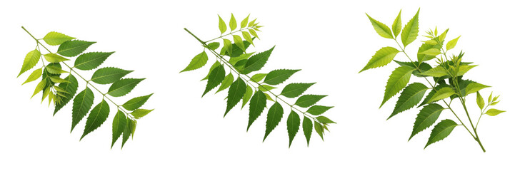 Set and collection of green neem leaves isolated on white transparent png background © photoland