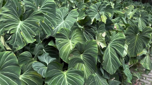 Lush tropical philodendron gloriosum leaves background